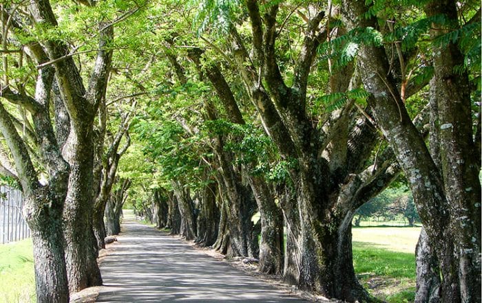 L'allée de mombins pertmettant d'accéder au Golf d'Atimaono en 2006.