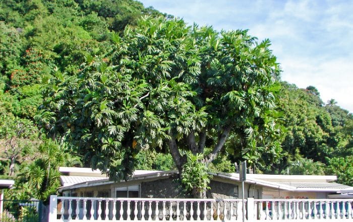 Arbre à pain du commandant Bligh de La Bounty, Arue Tahiti