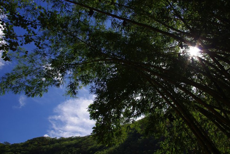 Bambous du lézard de la vallée de la Fautaua. Photo Yan Peirsegaele, Photowalk 2011