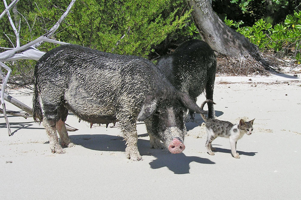 Chat (mimi) et cochons de Raivavae. Communauté d'écotourisme de Raivavae