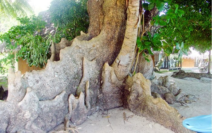Arbres emboités de Avea