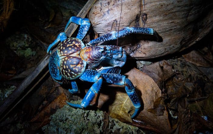 Crabe de cocotier, Kaveu. Photo Danee Hazama