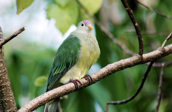 Ptilope de Makatea, O'o - Pigeon vert