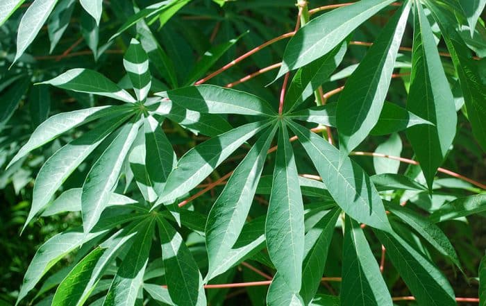 Feuilles de Manioc de Tahiti