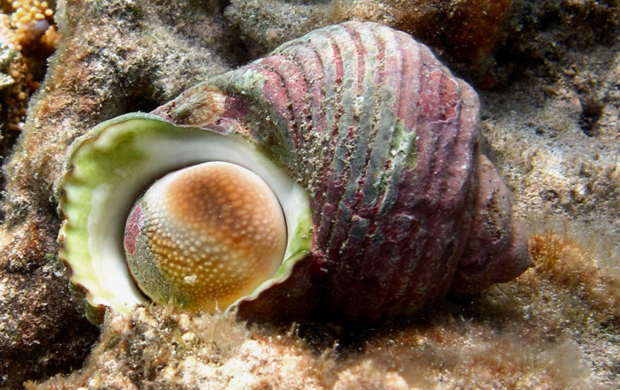 Ma'oa, Turbo. Photo wikiwand.com