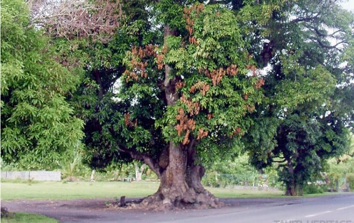 Vieux manguier du temple de Mataiea en 2002