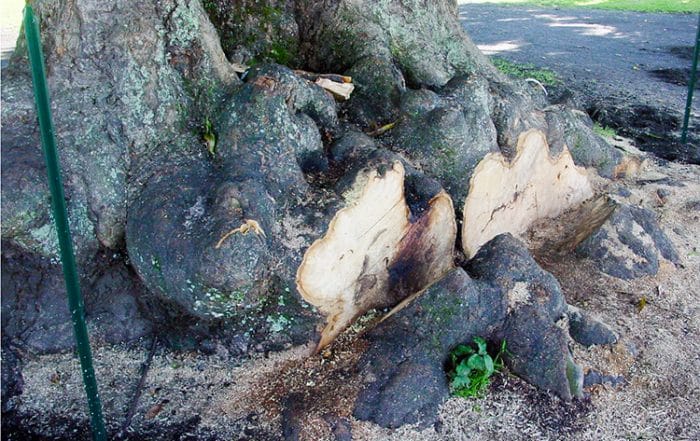 Racines du vieux manguier du temple de Mataiea en 2002