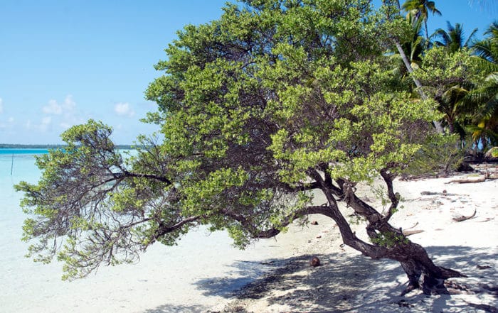 Miki miki, Pemphis acidula de Mataiva