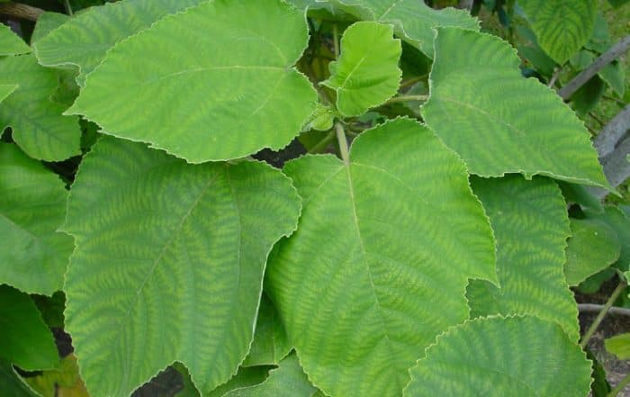 Mûrier à papier, Broussonetia papyrifera.