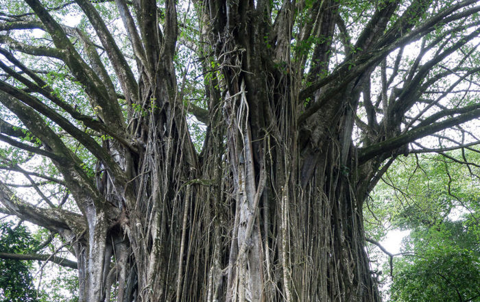 Vieux banian de Hatiheu - Aoa
