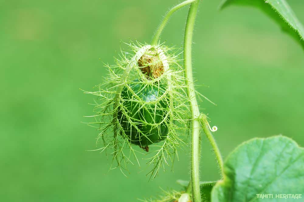 Passiflore poc poc - Passiflora foetida