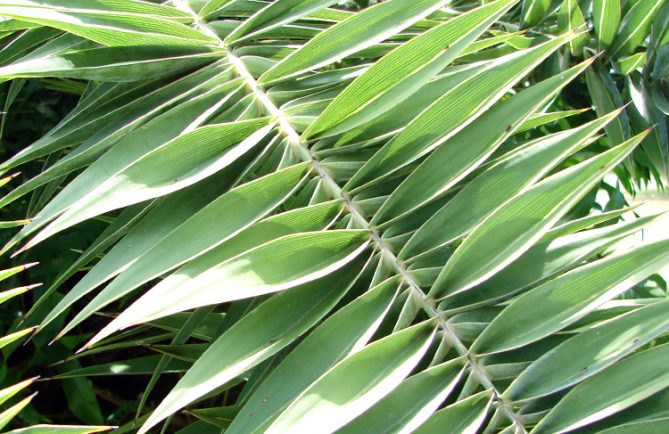 Feuilles de Phoénix, palmier jardin botanique de Tahiti