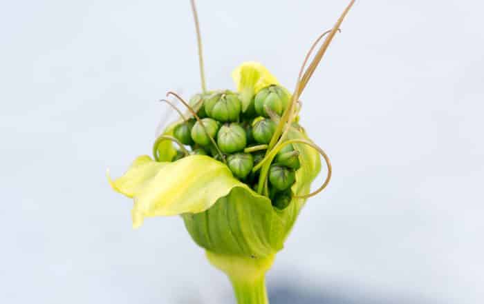Graines de Pia