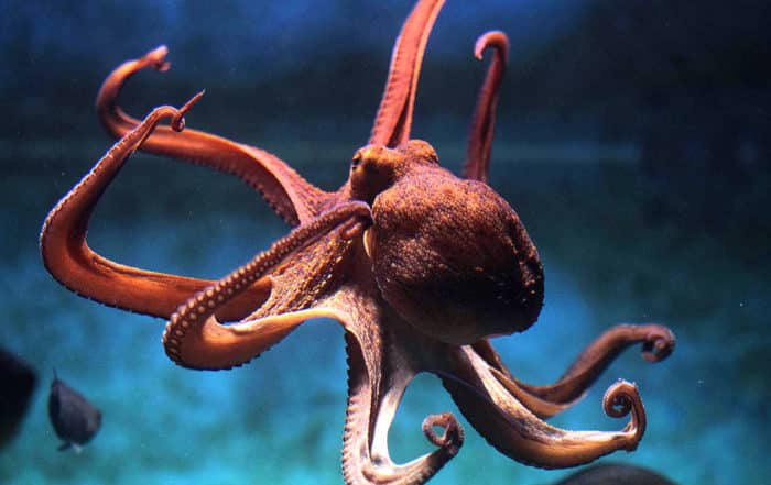 légende de la pieuvre de Papetoai, Moorea