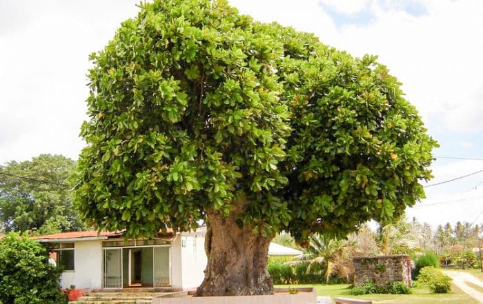 Vieil Hotu de Rimatara