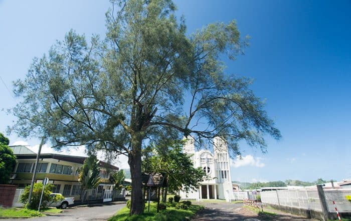 Arbre aux oiseaux de Taravao