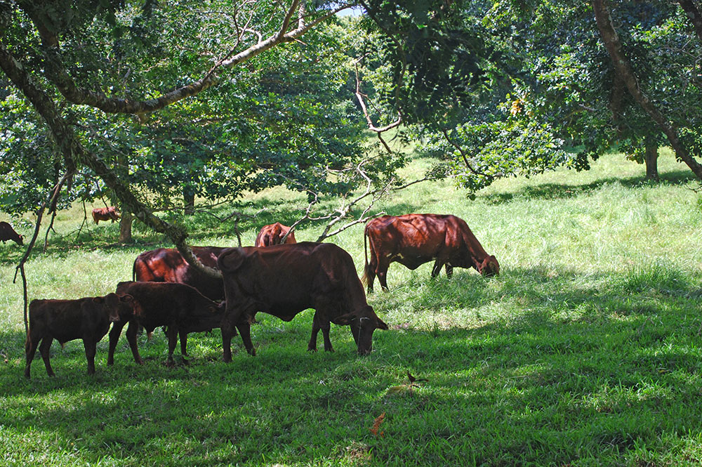 Vaches du plateau de Taravao, Tahiti