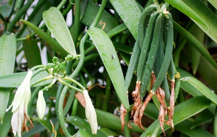 Vanille de Tahiti, gousses vertes © Tahiti Heritage