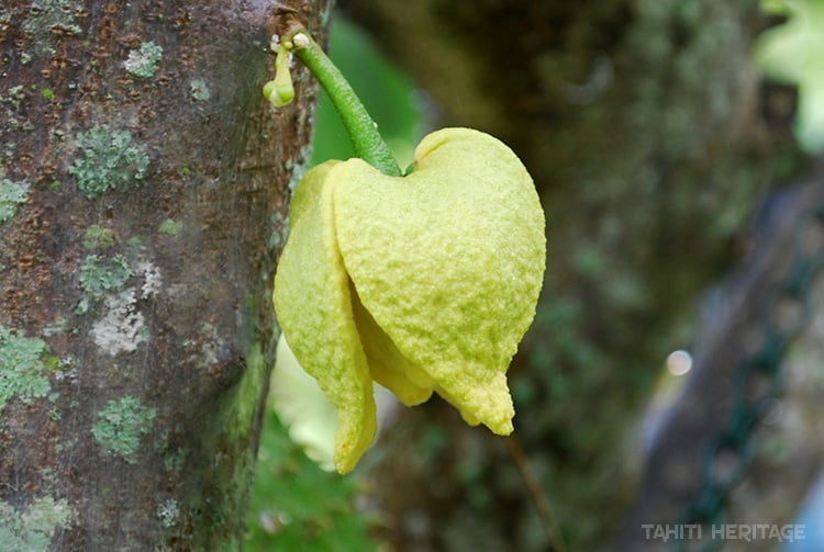 Fleur de corossolier, Annona muricata © TAHITI HERITAGE