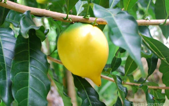 Abiu de Tahiti, Abiu, Pouteria Caimito © Tahiti Heritage