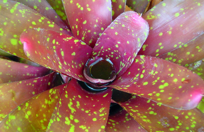 Bromélia Neoregelia rayé rose tacheté vert. © Tahiti Heritage
