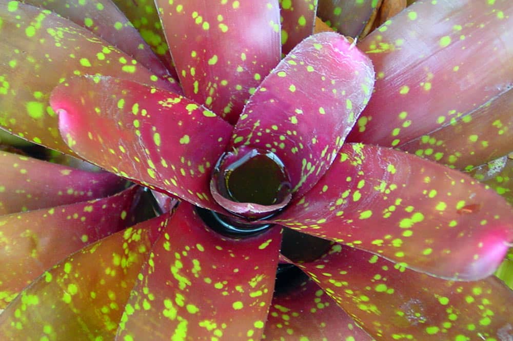 Bromélia Neoregelia rayé rose tacheté vert. © Tahiti Heritage