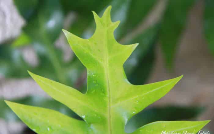 Fougère Maire. Photo Christian Chene