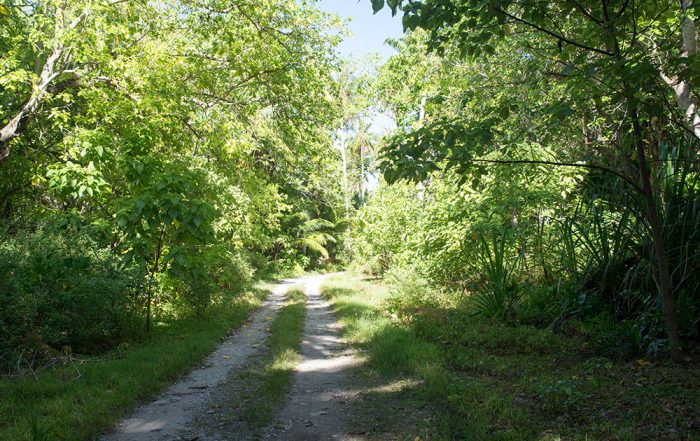 Foret primaire de Mataiva