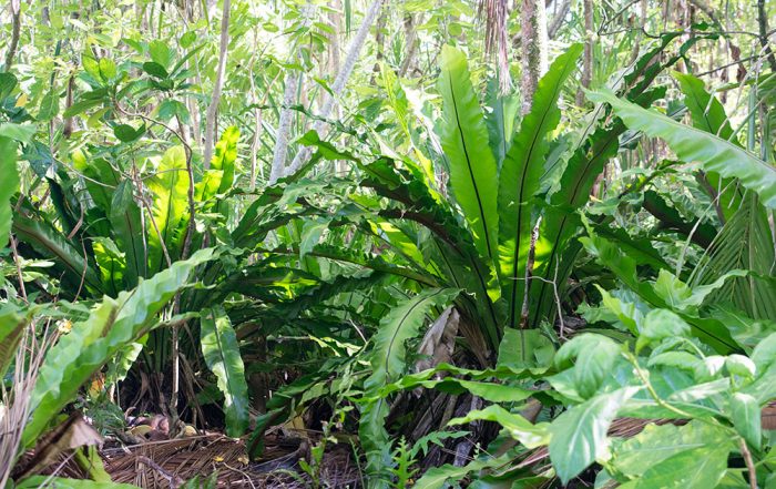 Foret primaire de Mataiva