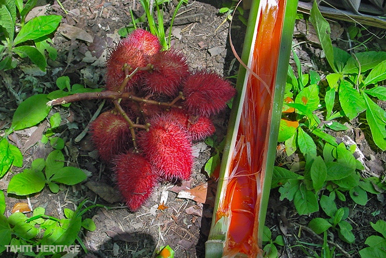Teinture rouge réalisée avec le fruit du rocouyer (Bixa orellana) © Tahiti Heritage