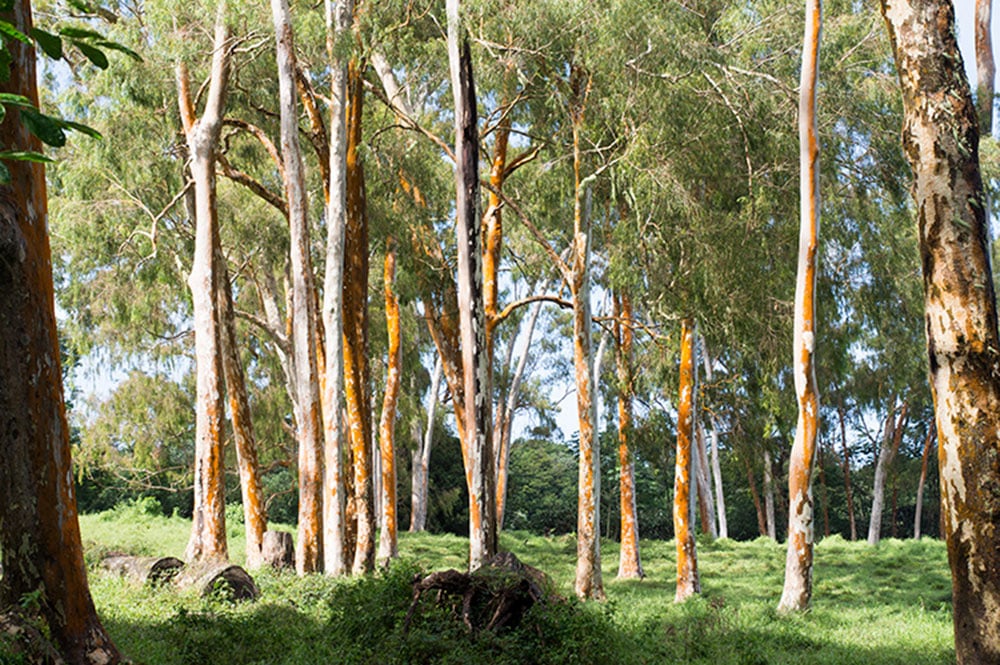 Eucalyptus du plateau de Taravao