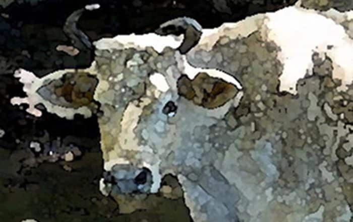Tupapa'u vache