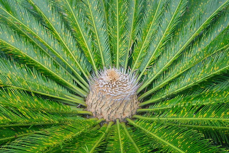 Inflorescence femelle de cycas © Tahiti Heritage