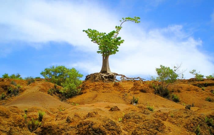 Arbre solitaire de l'île de Eiao, aux Marquises.