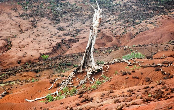 Arbre mort de l'île de Eiao, aux Marquises.