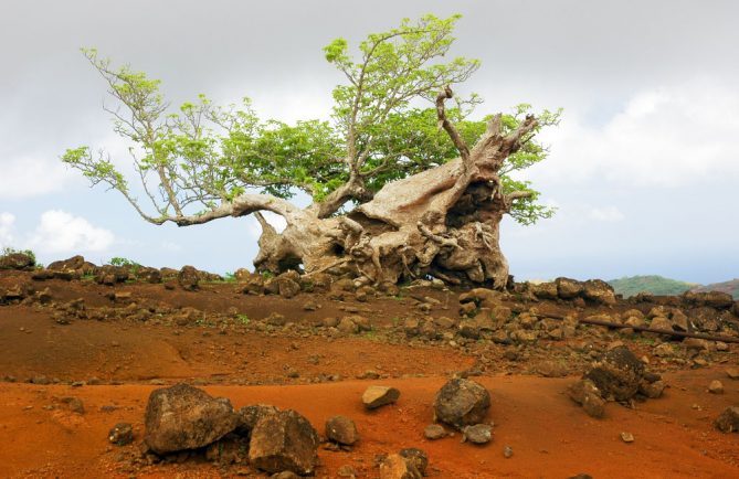 Arbre solitaire de l'île de Eiao, aux Marquises. Photo Claude Serra