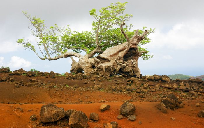 Arbre solitaire de l'île de Eiao, aux Marquises. Photo Claude Serra