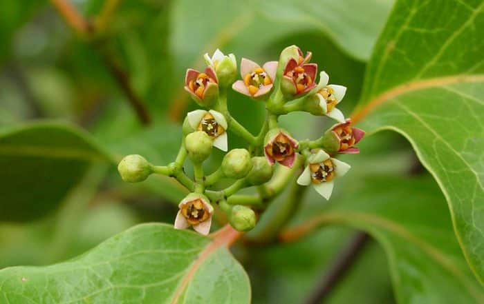 Fleurs de Santal, Santalum Insulare. Photo Jean-François Butaud