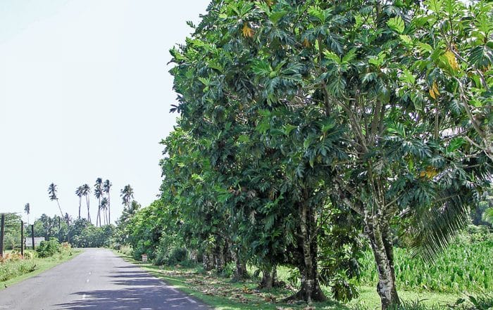 Allée d'arbres à pain, à l'entrée de Tautira, Tahiti