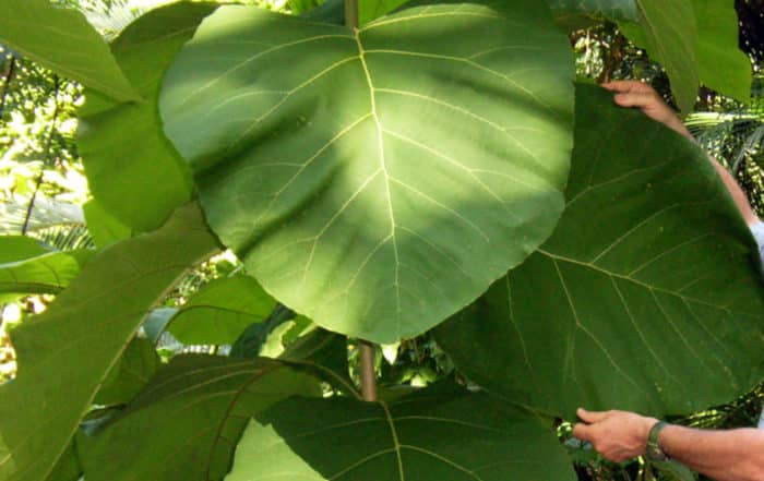 Feuillage de Teck, Tectona grandis.