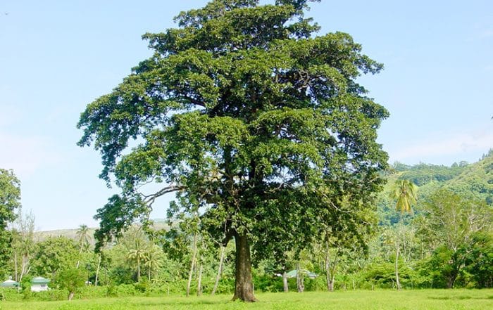 Auteraa géant, Badamier du domaine de Vaihiria