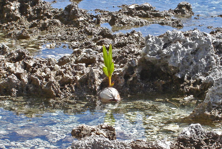 Premier cocotier des Tuamotu, à Anaa