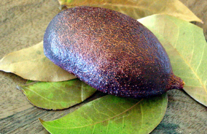 Mape piropiro, fruit du courbaril © Tahiti Heritage
