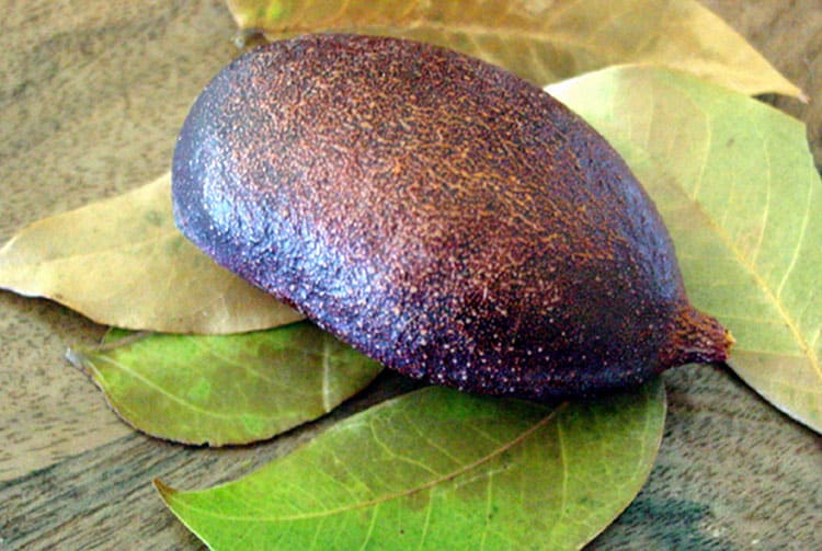 Mape piropiro, fruit du courbaril © Tahiti Heritage