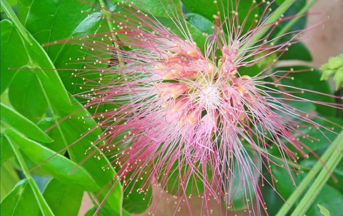 Fleur d'Albizia saman. Marumaru de Tahiti