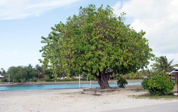 Vieil arbre (tou, Cordia) de Pahua à Mataiva. © Tahiti Heritage