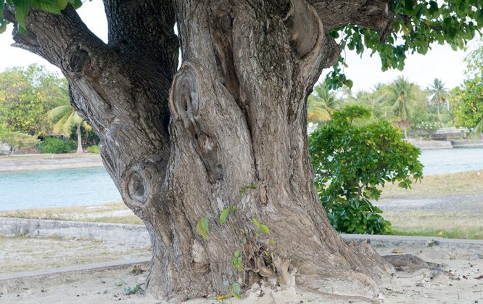 Vieil arbre (tou, Cordia) de Pahua à Mataiva. © Tahiti Heritage