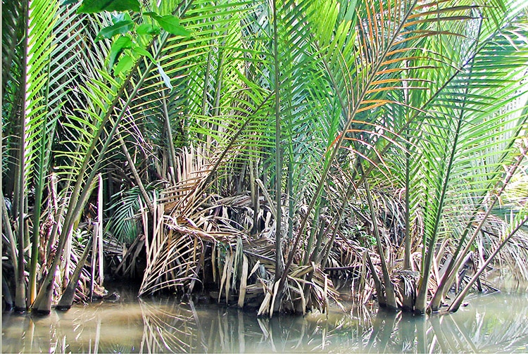 Palmier Nypa du motu du jardin botanique de Tahiti