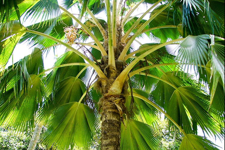 Pritchardia vuylskeana, le palmier endémique de Makatea © Tahiti Heritage