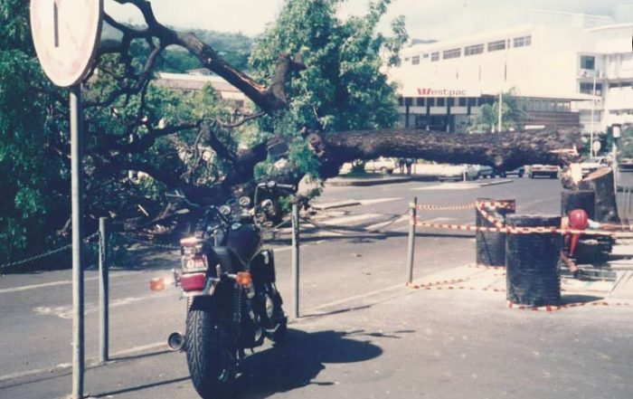 Arbre de la cathédrale abattu par les grévistes en avril 1994. Photo Christian Beslu